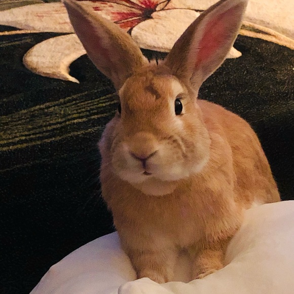 Meet your Posher, Isabella - Picture 1 of 1